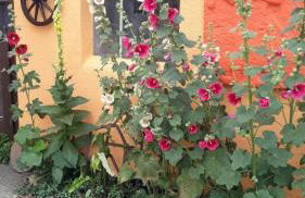 Bungalow Schinderling GM 69816 - Foto 5