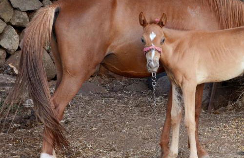 Country House S'Ozzastru - Foto 116