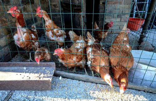 Agriturismo Galanti - Foto 21