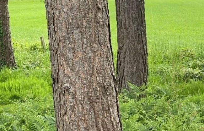 Hollicarrs - Wildflower Lodge - Foto 30