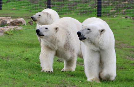 Classy 2 Bed Near Alton Towers, Polar Bears, Peak District - Foto 41