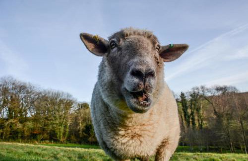 Lower Trengale Farm Holiday Cottages - Photo 12