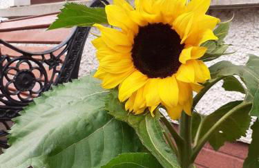 Torrent Cottage - Foto 8