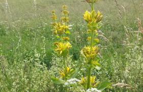 Le ZEN au pied du Grand Veymont en été en hiver - Foto 20