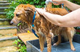 Bom pra Cachorro - Foto 12