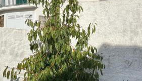 Lugar da Borralheira - Foto 5