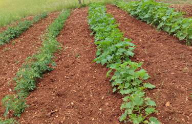 il borghetto in valle d'itria - Foto 27