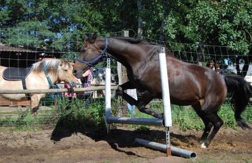 Zum Pferdestall - Foto 30