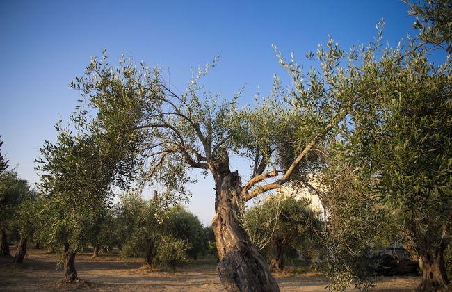 Agapi Summer House - Foto 21