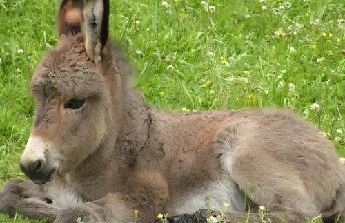 Ferme Pédagogique Bordeneuve - Foto 33
