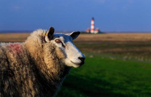 Schäferhof Dircks Fewo 3 - Foto 27