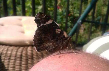 Jabłkowo-na skraju Puszczy Boreckiej ŚNIADANIA W CENIE - Foto 31