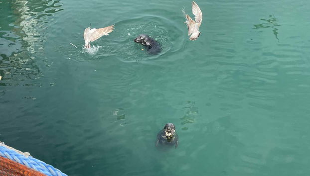 Escursione a Howth e Malahide - Photo 5, Foche nel porto di Howth