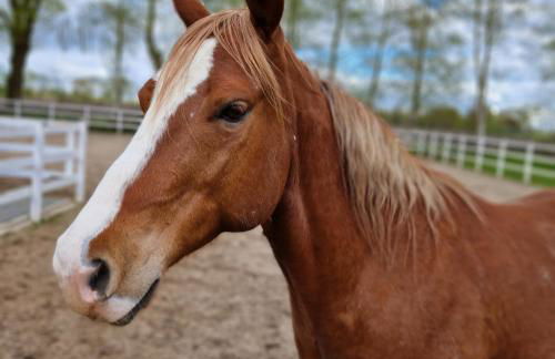 Friesenparadies FRI-Südliches Friesland - Foto 32