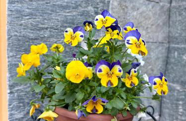 LR Deluxe Apartments - Casa Holi - Photo 37