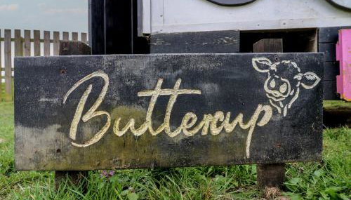 Buttercup Cow Shed 3 - Foto 2