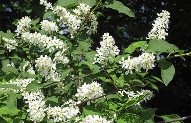 Viljamaan lomamökit 1 - Foto 15