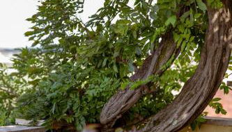 La Meridiana - Foto 2