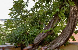 La Meridiana - Foto 2