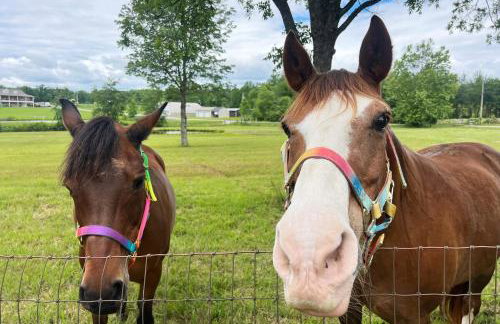 Horse Hideaway Fenced in back yard Dogs Welcome - Foto 14