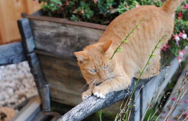 Magdalena at the Urbanhof - Foto 3