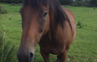 Mowbray Stable Cottages - Foto 46