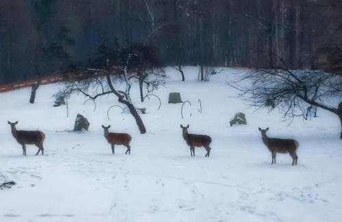Osada Jelonki Wielka Puszcza - Foto 68