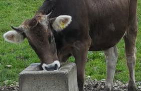 Ferienwohnung Sonnenblume - Photo 16
