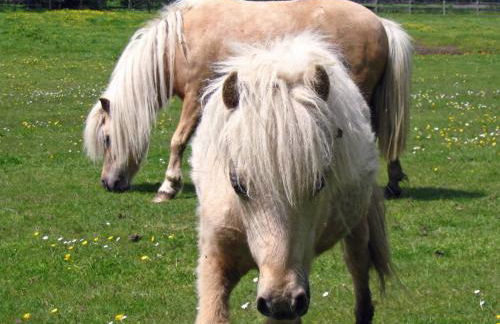 Landferienhof Garbert - Foto 12