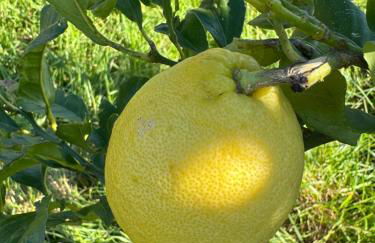 CASA CON FINCA PRIVADA - Foto 26