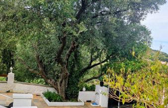 Cap Corse une villa dans un nid de verdure - Foto 13