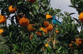 Quinta da Boa Vista São Chico - Foto 56