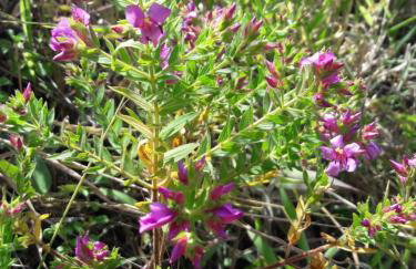 Serra da Capela - Foto 28