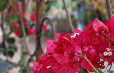 Morada dos Saguis - Foto 26