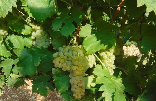 Agriturismo Circugnano - Foto 34