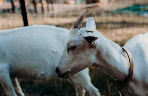 Azienda Agricola Saint Hubert - Foto 79