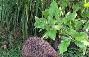 Ferienwohnung bei Helga - Foto 4