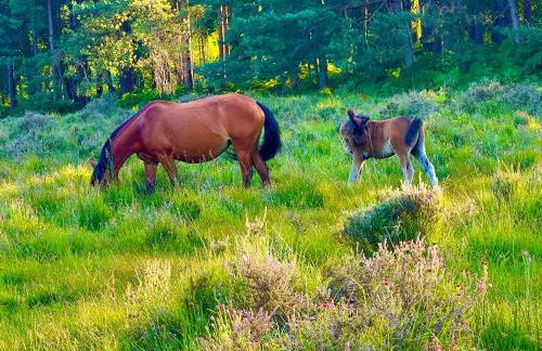 Jungle lodge - Photo 52