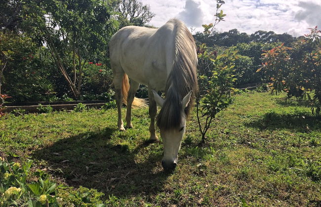 Quinta de Santana - Foto 20