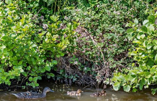 1 Bed in Deeside oc-86711 - Foto 22