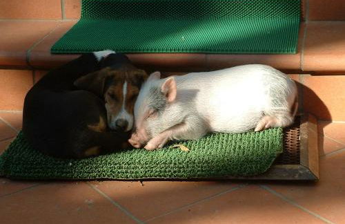 Agriturismo La Pineta - Foto 14