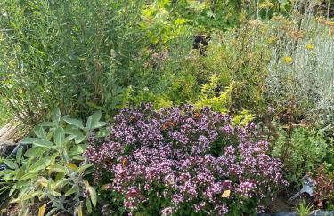 Jeleńczówka Alte Dorfschule - Foto 36