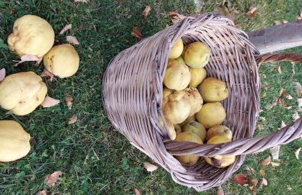 Ipati Forest Chalet - Foto 22