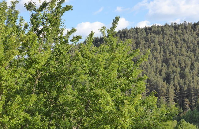 Domaine Aigoual Cévennes - Foto 41