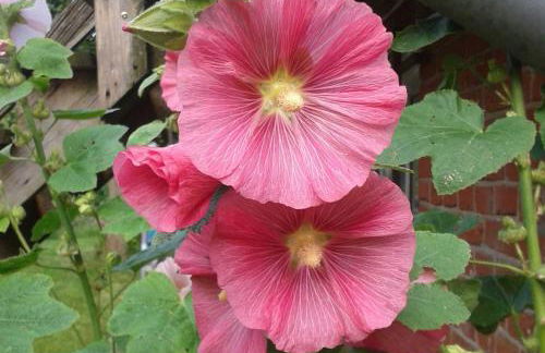 Ferienwohnung Alter Dorfkrug 4 - Foto 14