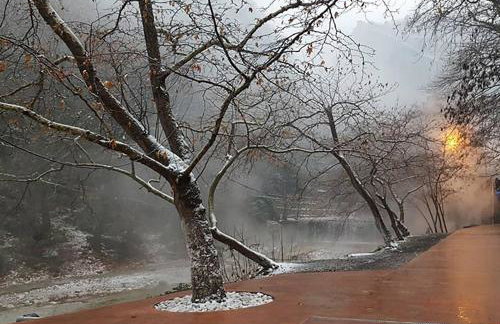 "The plane trees" - Foto 63