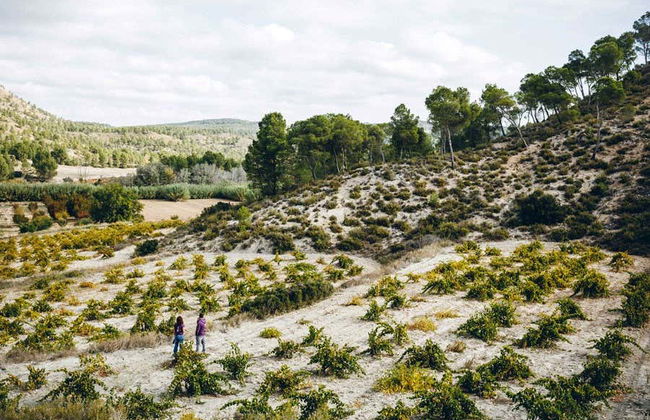 Visita guidata delle cantine Gratias - Foto 6