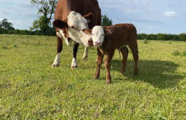 Beautiful 1 Bed Shepherd Hut in Warwickshire - Foto 6
