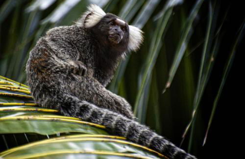 Antunes vila maragogi - Foto 47