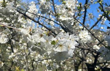 Agriturismo Villa Caterina - Foto 34